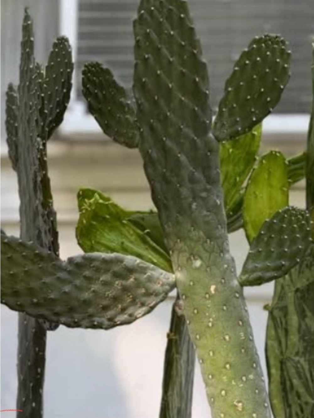 Live Opuntia Cactus Plant - Green